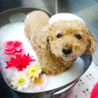 【本店】2019年5月20日のワンちゃん達♪