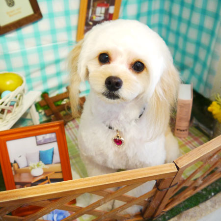 【本店】2019年5月22日のワンちゃん達♪