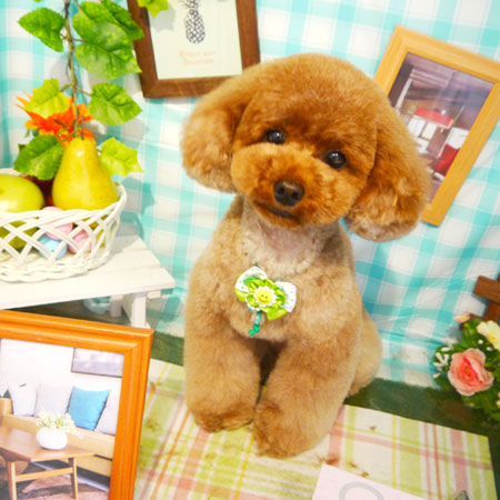 【本店】2019年5月23日のワンちゃん達♪