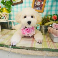 【本店】2019年5月24日のワンちゃん達♪