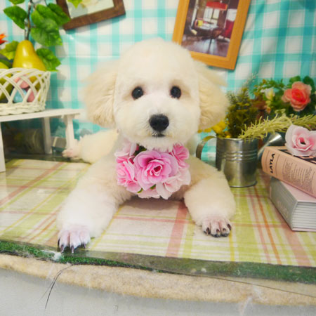 【本店】2019年5月24日のワンちゃん達♪