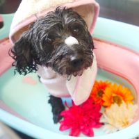 【本店】2019年5月25日のワンちゃん達♪