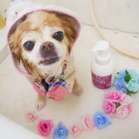 【本店】2019年5月26日のワンちゃん達♪