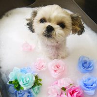 【本店】2019年5月27日のワンちゃん達♪