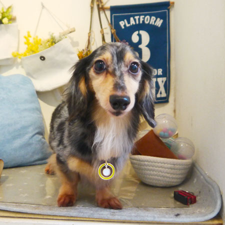 【本店】2019年5月29日のワンちゃん達♪