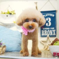 【本店】2019年5月30日のワンちゃん達♪