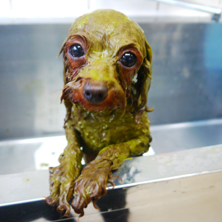 【本店】2019年5月31日のワンちゃん達♪