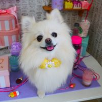 【山手店】2019年5月2日のワンちゃん達♪