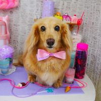 【山手店】2019年5月3日のワンちゃん達♪