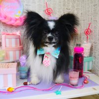 【山手店】2019年5月4日のワンちゃん達♪