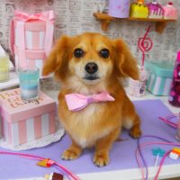 【山手店】2019年5月11日のワンちゃん達♪