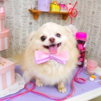 【山手店】2019年5月12日のワンちゃん達♪