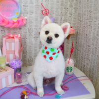 【山手店】2019年5月13日のワンちゃん達♪