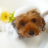 【山手店】2019年5月16日のワンちゃん達♪