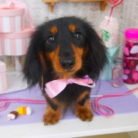 【山手店】2019年5月17日のワンちゃん達♪