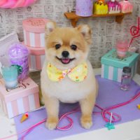 【山手店】2019年5月18日のワンちゃん達♪