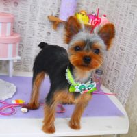 【山手店】2019年5月20日のワンちゃん達♪