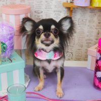 【山手店】2019年5月22日のワンちゃん達♪