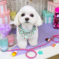 【山手店】2019年5月23日のワンちゃん達♪