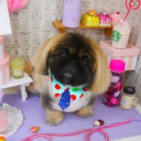 【山手店】2019年5月24日のワンちゃん達♪