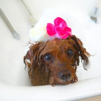 【山手店】2019年5月25日のワンちゃん達♪