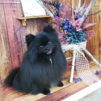 【山手店】2019年5月26日のワンちゃん達♪