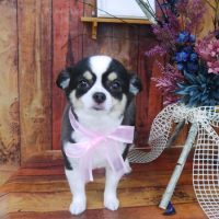 【山手店】2019年5月27日のワンちゃん達♪