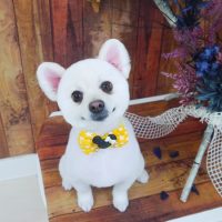 【山手店】2019年5月29日のワンちゃん達♪