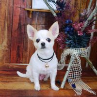 【山手店】2019年5月30日のワンちゃん達♪