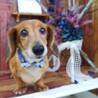 【山手店】2019年5月31日のワンちゃん達♪