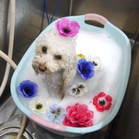 【池下店】2019年5月4日のワンちゃん達♪