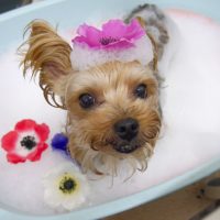 【池下店】2019年5月10日のワンちゃん達♪