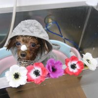 【池下店】2019年5月11日のワンちゃん達♪