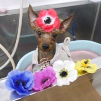 【池下店】2019年5月12日のワンちゃん達♪