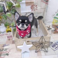 【池下店】2019年5月13日のワンちゃん達♪