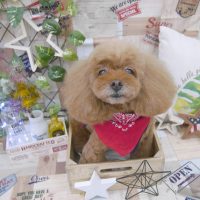 【池下店】2019年5月16日のワンちゃん達♪