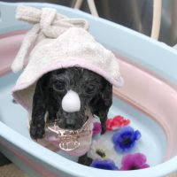 【池下店】2019年5月17日のワンちゃん達♪