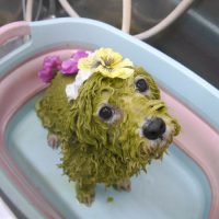 【池下店】2019年5月18日のワンちゃん達♪