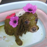 【池下店】2019年5月20日のワンちゃん達♪