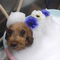 【池下店】2019年5月22日のワンちゃん達♪