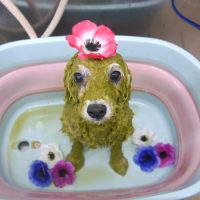 【池下店】2019年5月23日のワンちゃん達♪