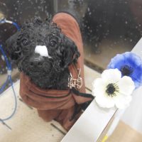 【池下店】2019年5月25日のワンちゃん達♪