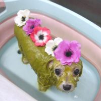 【池下店】2019年5月26日のワンちゃん達♪