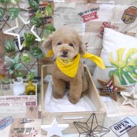 【池下店】2019年5月30日のワンちゃん達♪