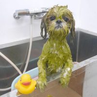 【池下店】2019年6月1日のワンちゃん達♪