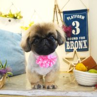 【本店】2019年6月1日のワンちゃん達♪