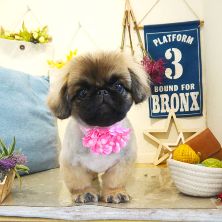 【本店】2019年6月1日のワンちゃん達♪