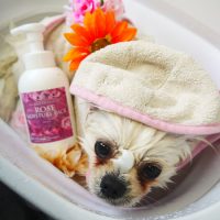 【本店】2019年6月2日のワンちゃん達♪