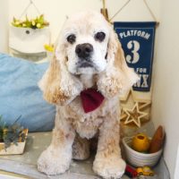 【本店】2019年6月5日のワンちゃん達♪