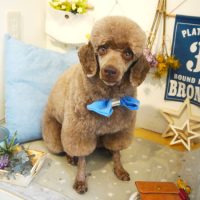 【本店】2019年6月6日のワンちゃん達♪